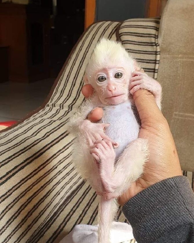 обезьяна альбинос 