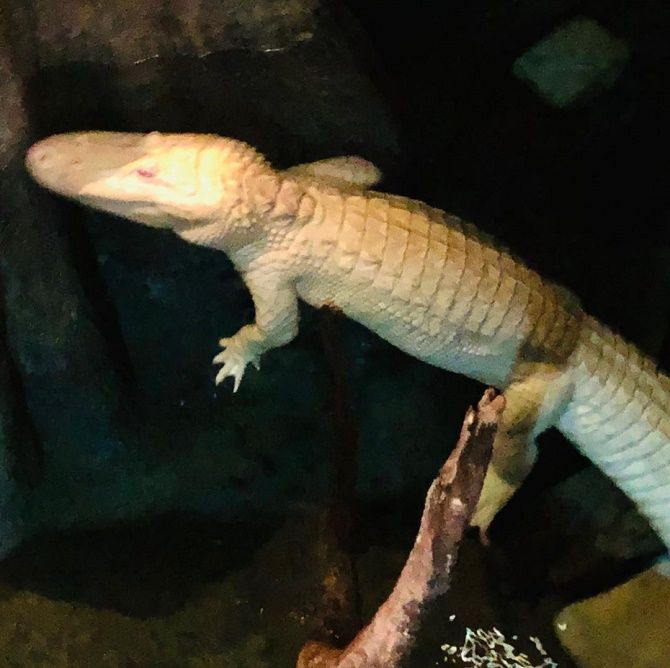 альбинос крокодил 