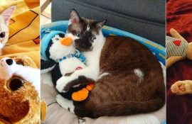 кошки с игрушками