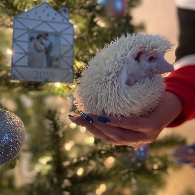 albino hedgehog