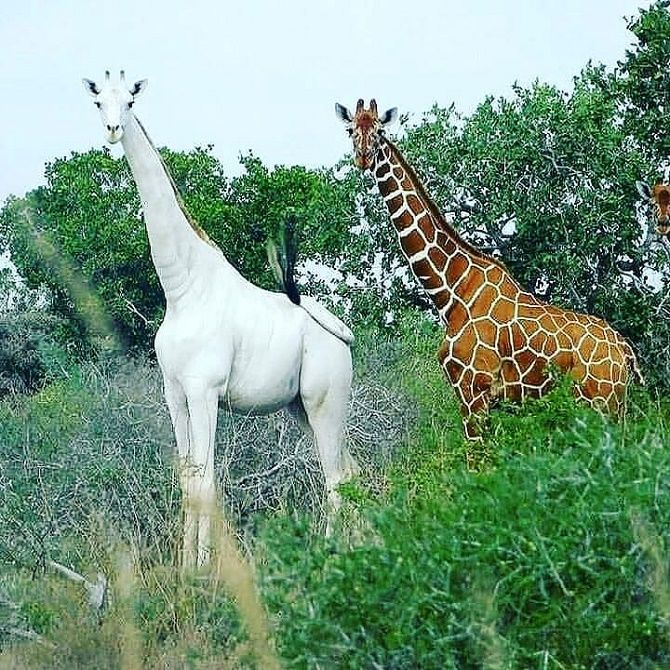 albino giraffes