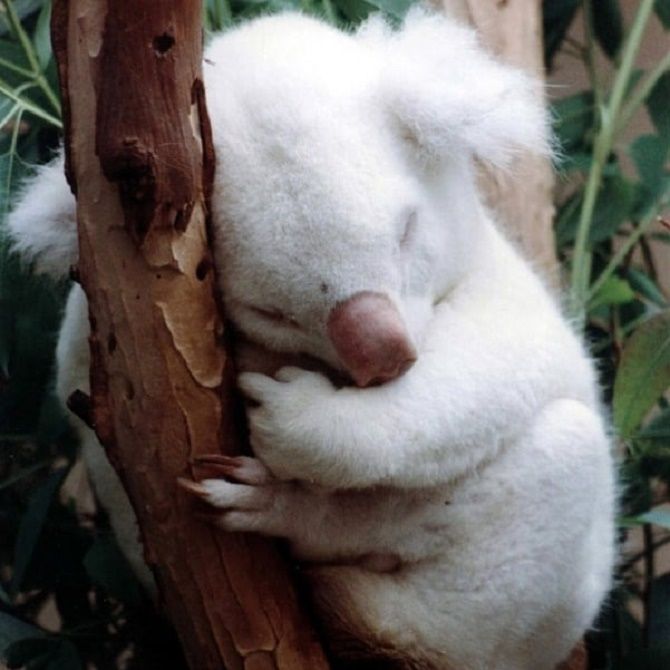 albinos Australian bears