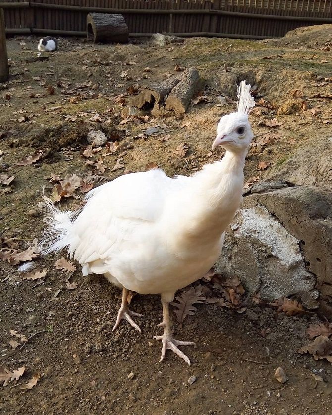 albino pheasant