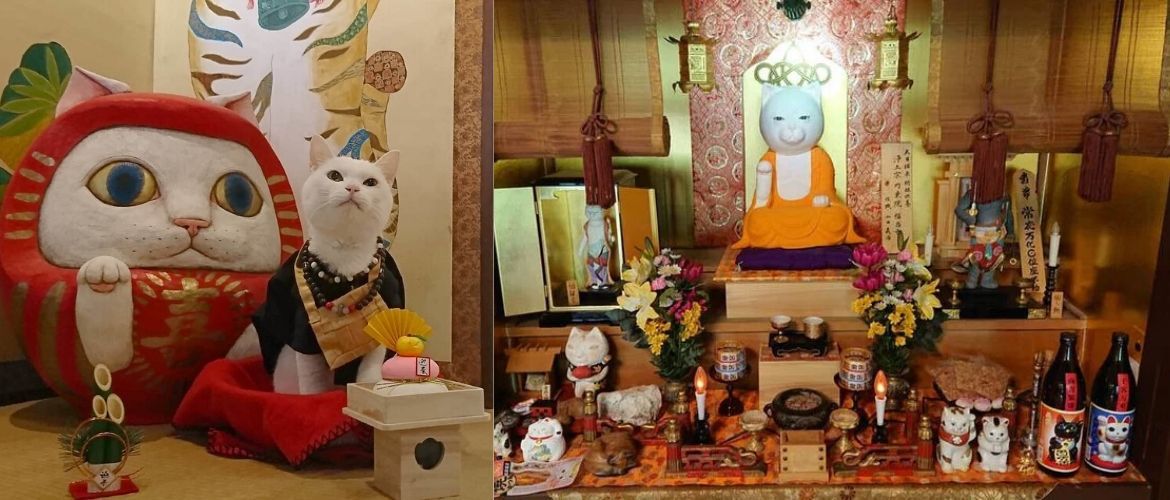 Храм милых котиков в Киото: помолимся Мяу-Мяу!