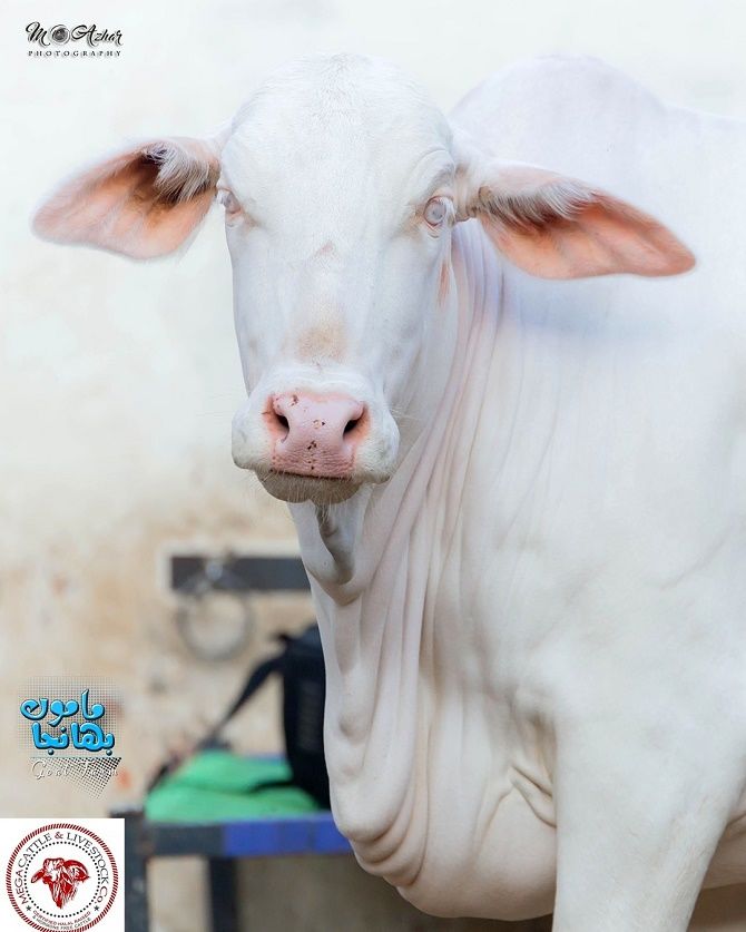 Albino cow