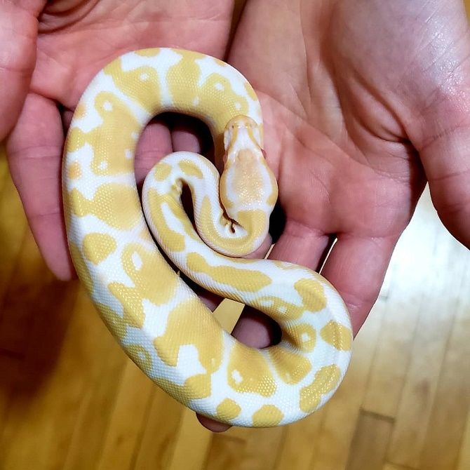 albino python