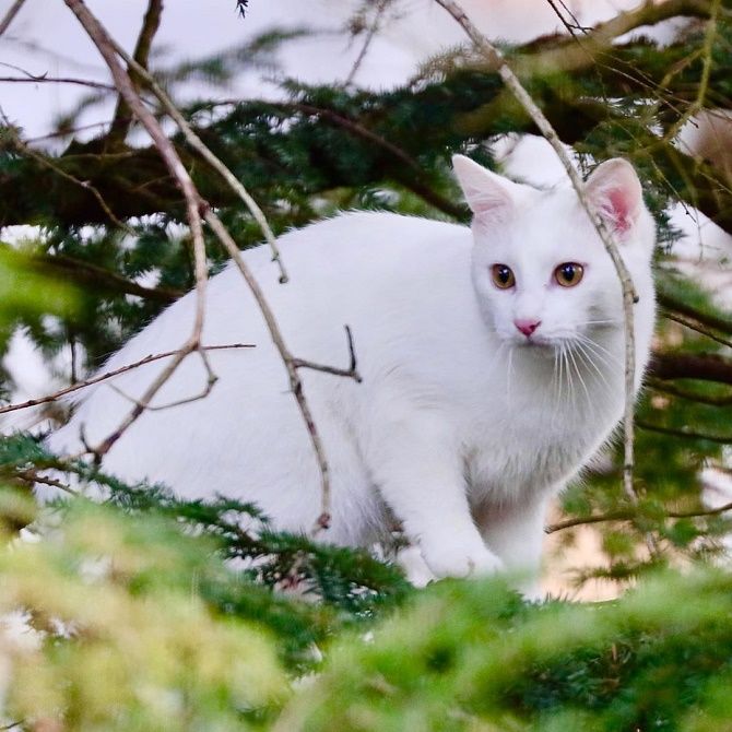 albino cat