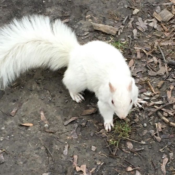 White squirrel