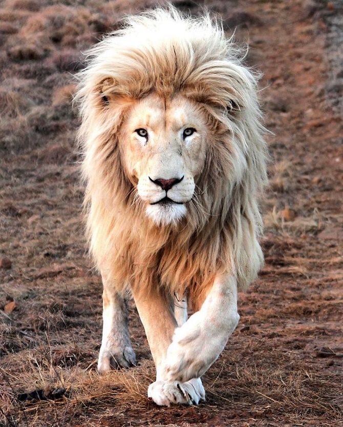 lion albino