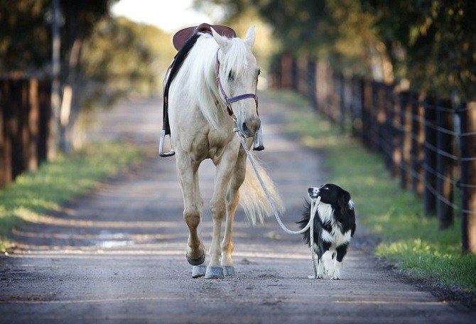 кінь з собакою