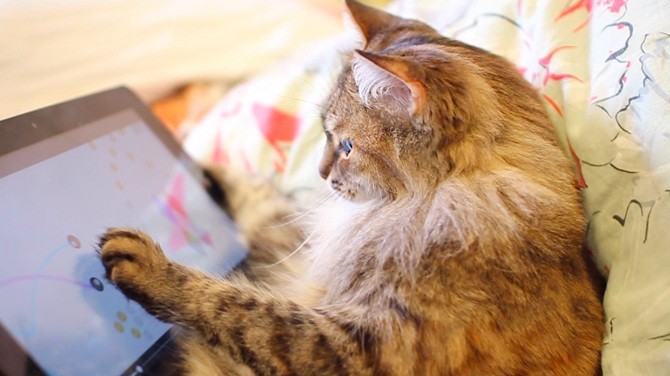 кіт на планшеті
