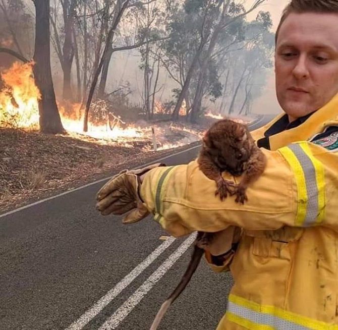 Австралия во время пожаров – как это было и что ожидает страну в будущем 8
