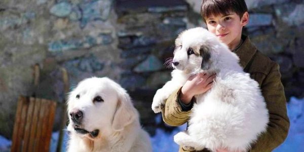 Фільми про собак: кращі фільми про собаче життя, відданість і дружбу