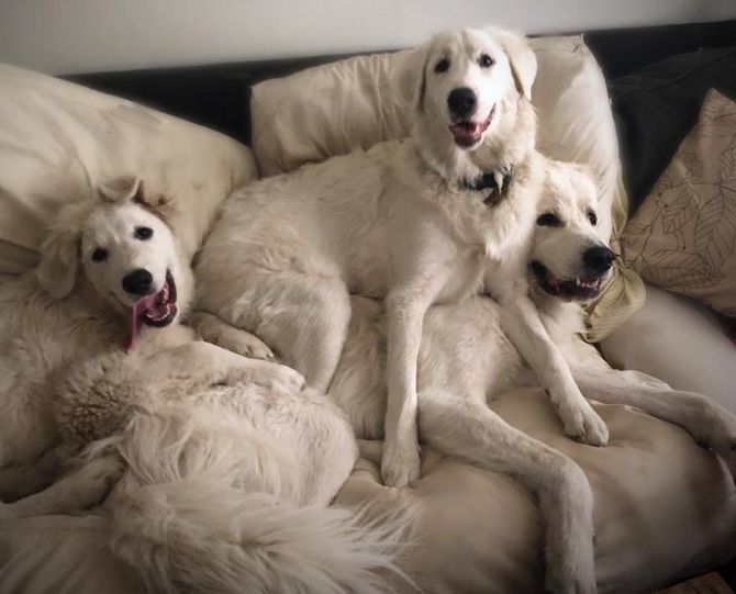 три белых пса