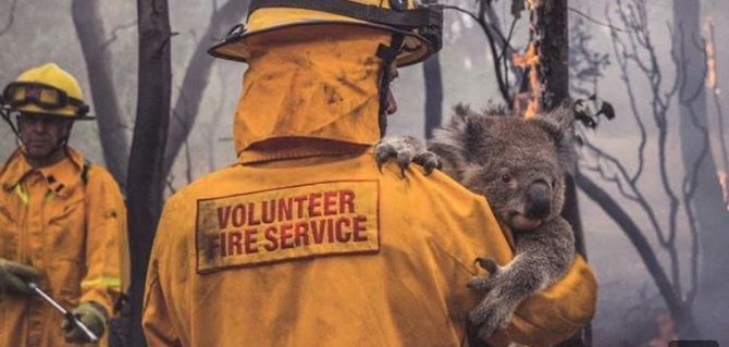 пожарный несет коалу