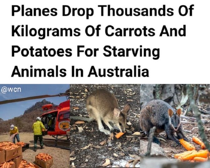 трагедия в австралии