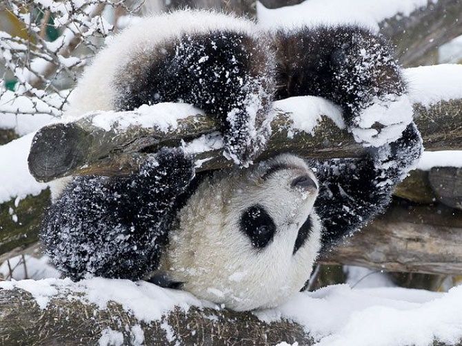 панда в снегу
