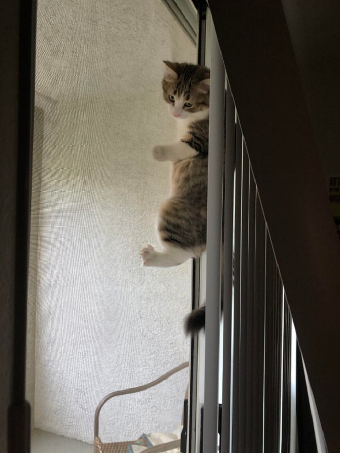 cat hanging