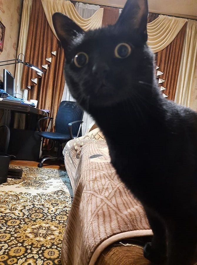 surprised cat