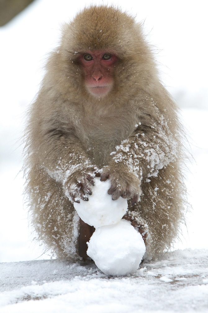 обезьяна в снегу