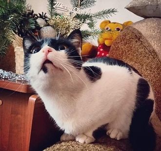 20+ cutest and funniest cats according to readers of Joy-pup 7