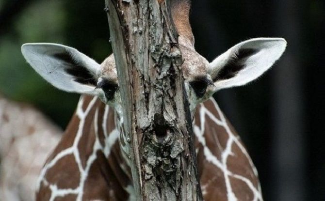 жираф прячется 
