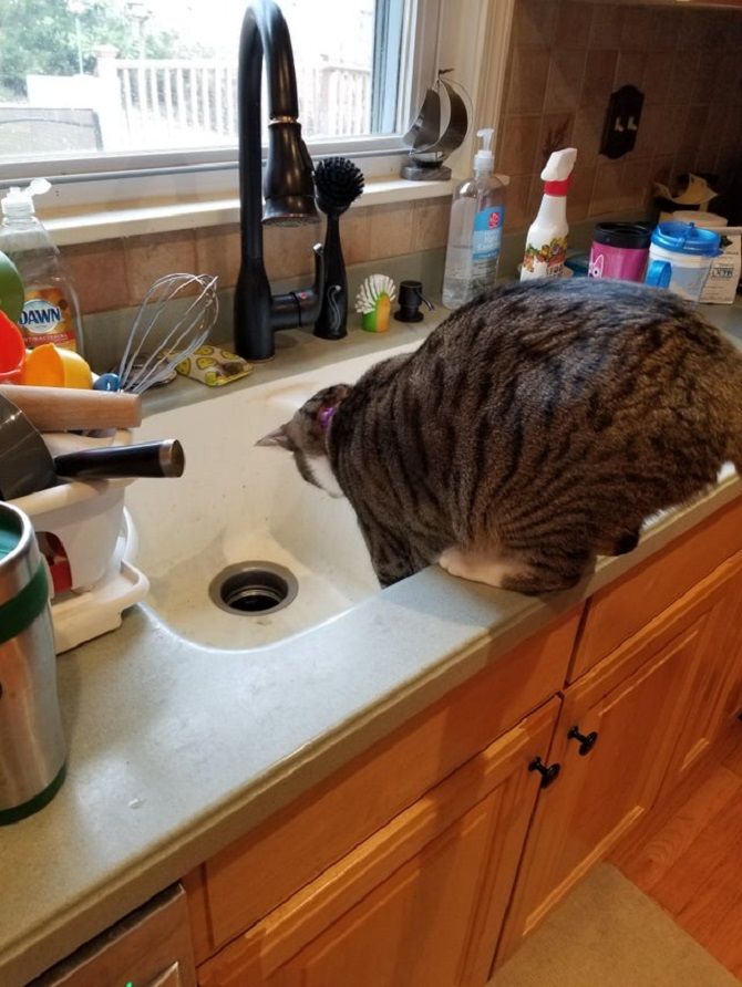 Katze im WaschbeckenDer richtige alte Chonker