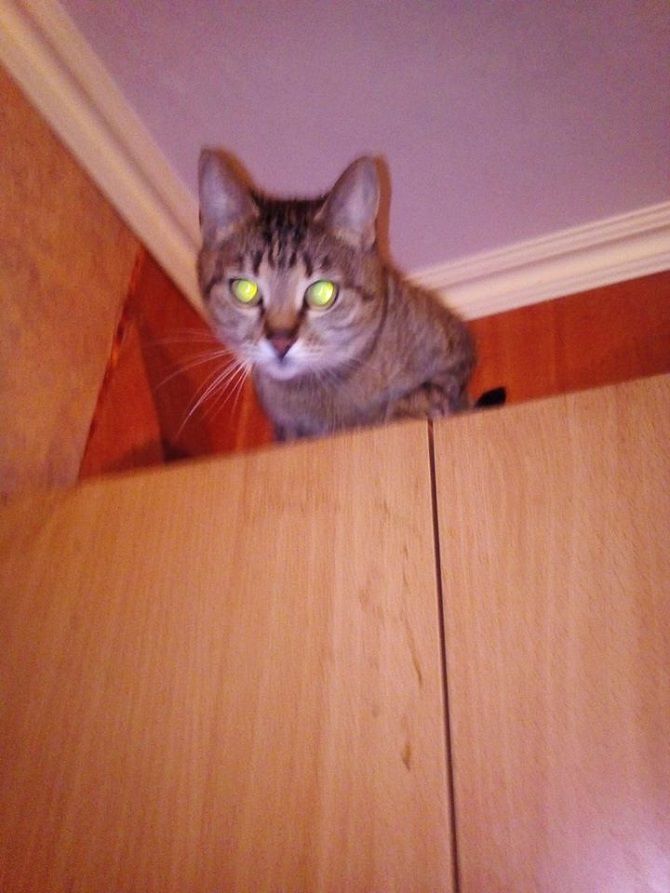 cat on the closet