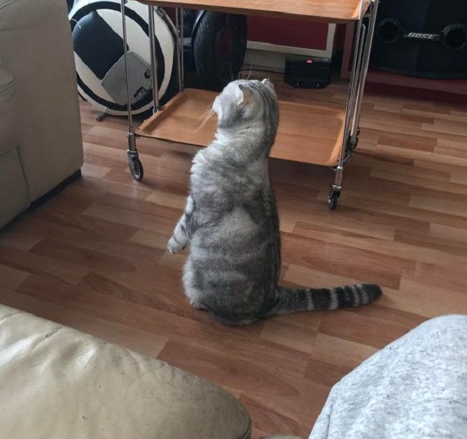 the cat is standing and looking