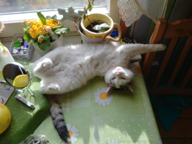 the cat is sleeping on the table