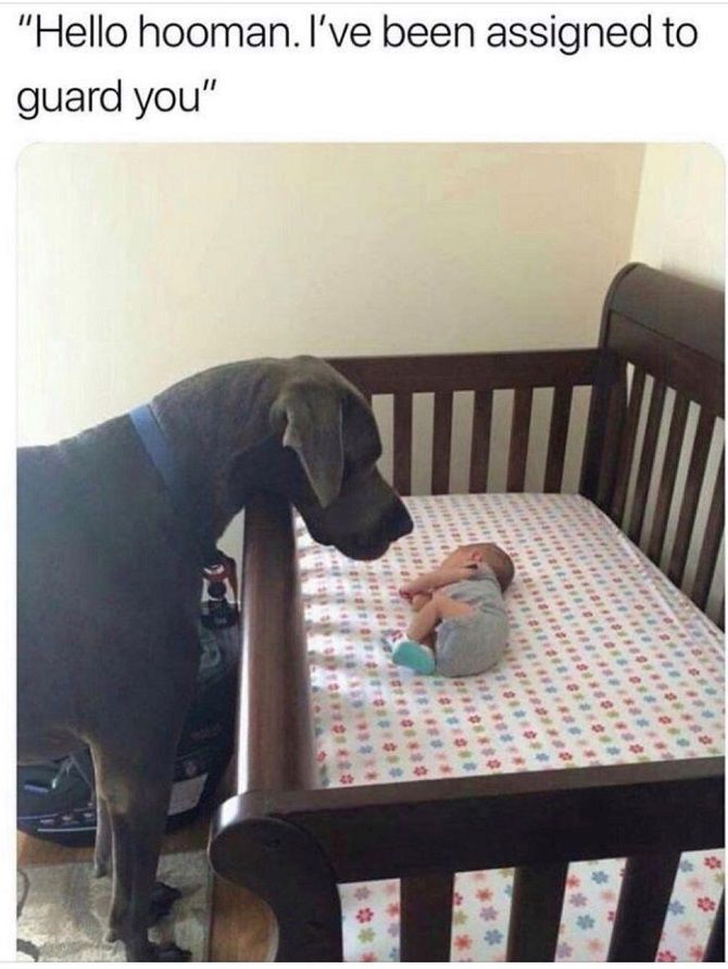 dog and baby