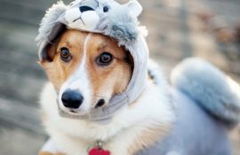 10+ животных в одежде, которые выглядят очень стильно