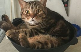 Die Tricks von Katzen, die uns dazu bringen, sie aus einer ganz anderen Perspektive zu betrachten