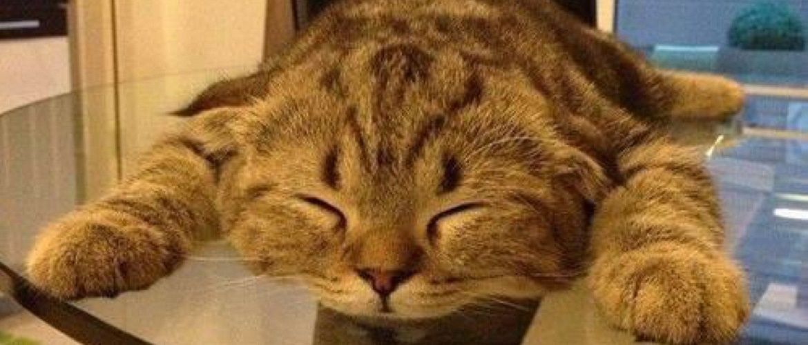 10+ pets that felt so tired and could no longer be awake