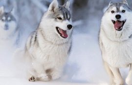10+ животных в снегу, которые по-своему реагируют на морозную погоду