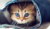 20+ самых милых и забавных котиков по версии читателей Joy-pup, которых так и хочется потискать