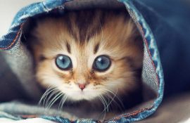 20+ cutest and funniest cats according to readers of Joy-pup