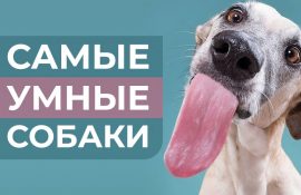 Топ 10 найрозумніших порід собак у світі