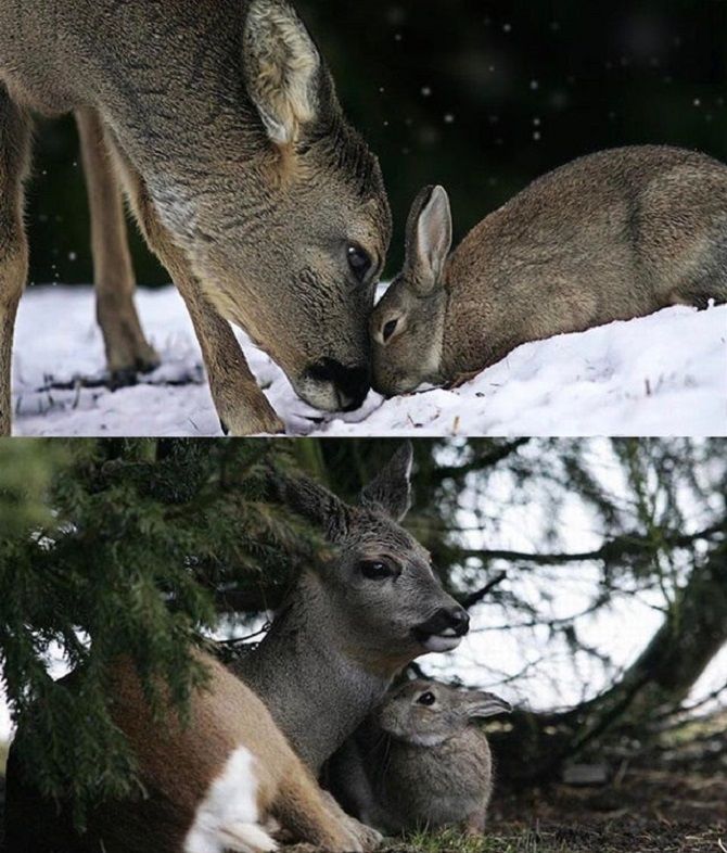 животные помогают друг другу
