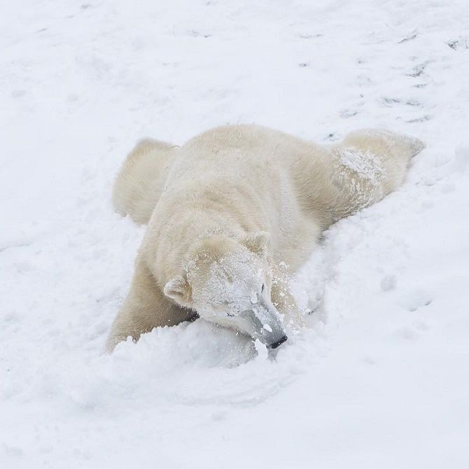 медведь в снегу