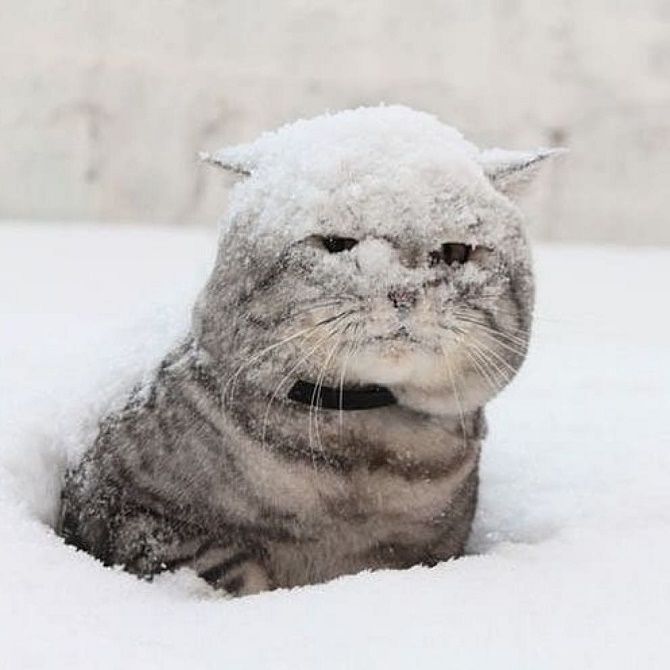 кошка в снегу