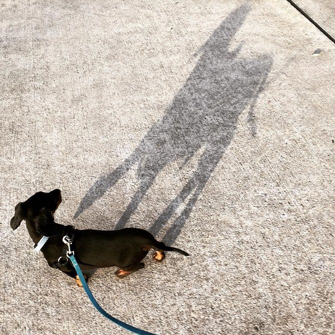 собака боїться тіні