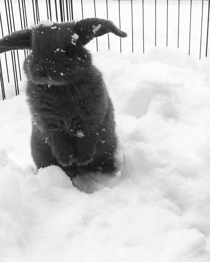 кролик в снігу