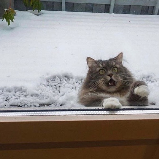 кіт боїться снігу