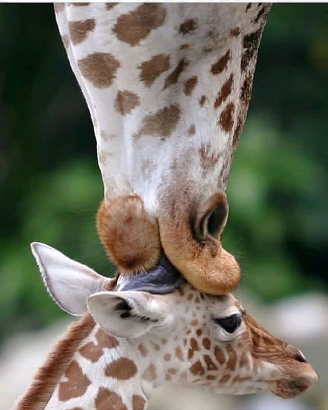 girafe