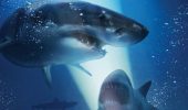 Топ кращих фільмів про акул, від яких стає моторошно