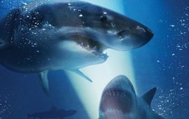Топ лучших фильмов про акул, от которых становится жутко