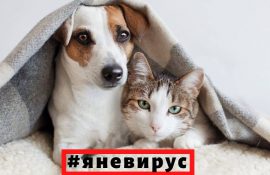 собака и кот