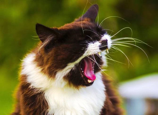 Почему кот чихает