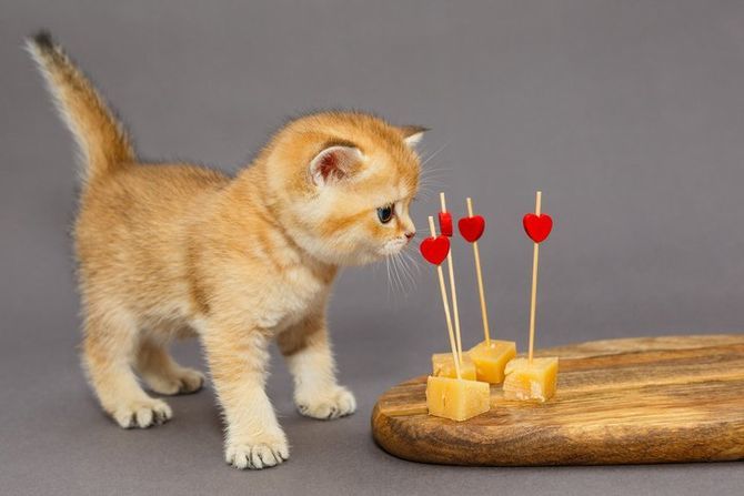 котенок ест сыр